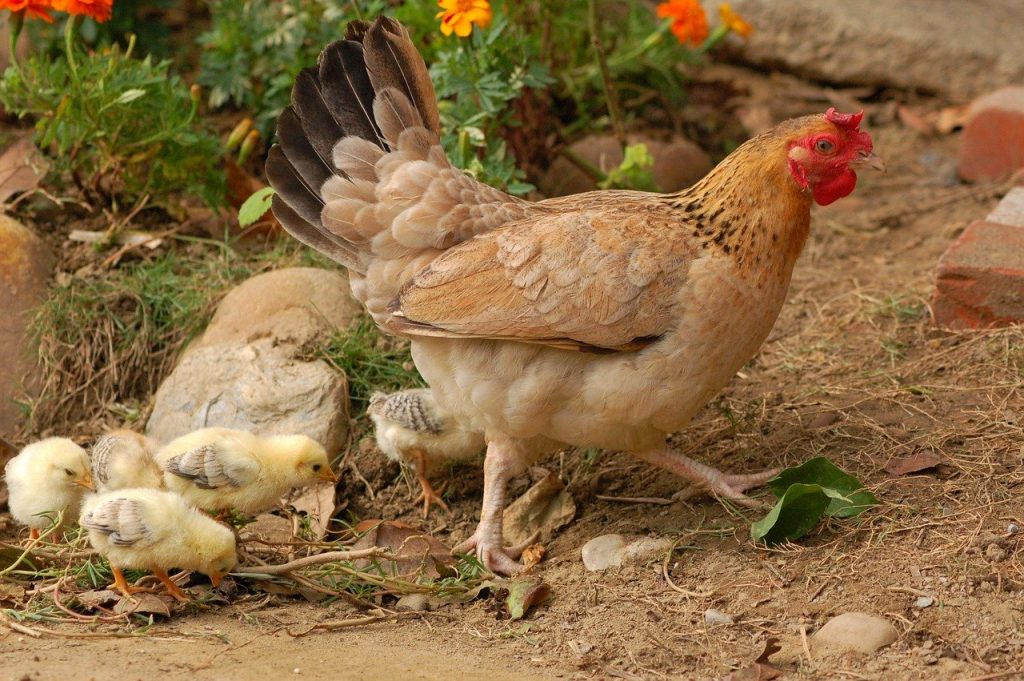 farm, hen, bird