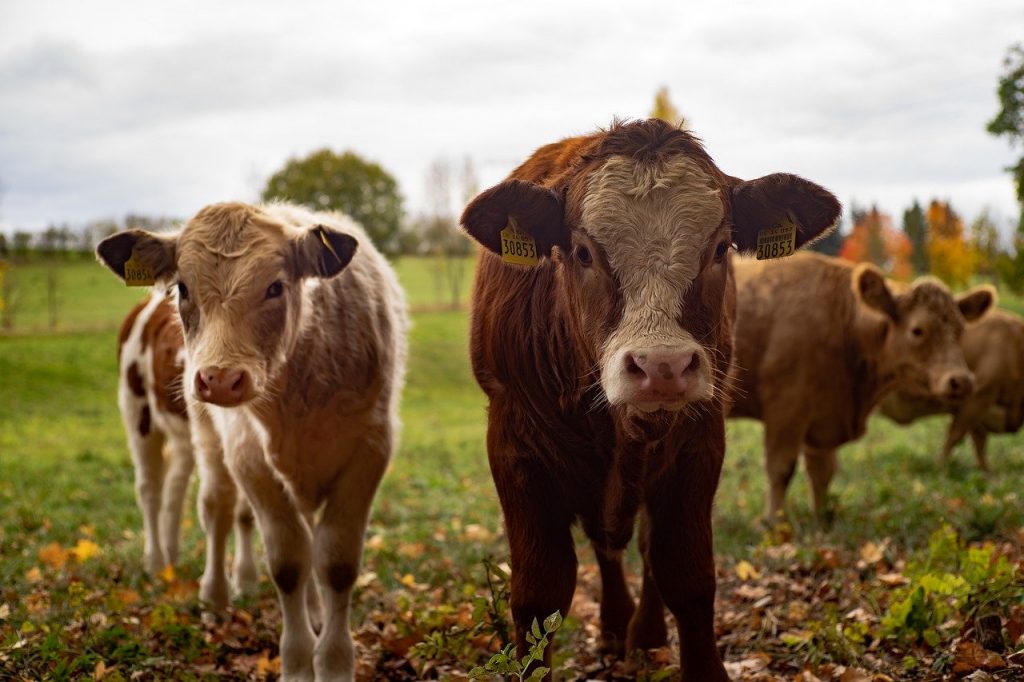 cow, cows, agriculture