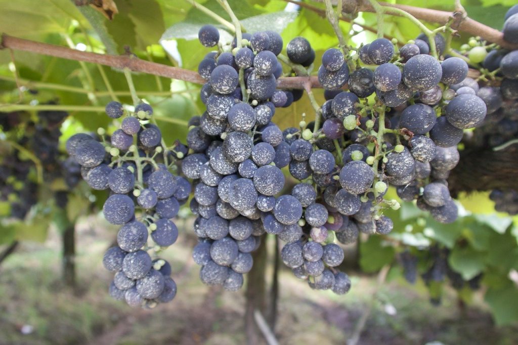 grapes, vineyard, winery