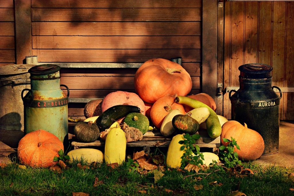 pumpkin, vegetable, food